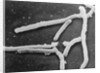 Scientific Depiction of Bacteria by Anonymous