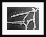 Scientific Depiction of Bacteria by Anonymous