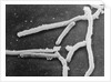 Scientific Depiction of Bacteria by Anonymous