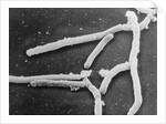 Scientific Depiction of Bacteria by Anonymous