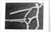 Scientific Depiction of Bacteria by Anonymous