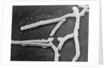 Scientific Depiction of Bacteria by Anonymous