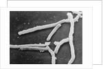 Scientific Depiction of Bacteria by Anonymous