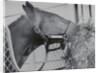 Horse Eating Alfalfa by Anonymous