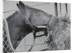 Horse Eating Alfalfa by Anonymous