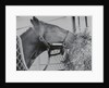 Horse Eating Alfalfa by Anonymous