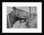 Horse Eating Alfalfa by Anonymous