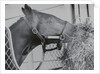 Horse Eating Alfalfa by Anonymous