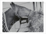 Horse Eating Alfalfa by Anonymous