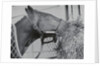 Horse Eating Alfalfa by Anonymous