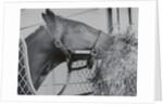 Horse Eating Alfalfa by Anonymous