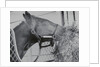 Horse Eating Alfalfa by Anonymous