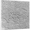Magnification of Human Genes by Anonymous