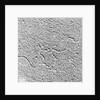 Magnification of Human Genes by Anonymous