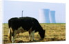 Cow Grazing in Front of Three Mile Island Power Plant by Anonymous