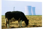 Cow Grazing in Front of Three Mile Island Power Plant by Anonymous
