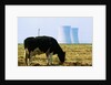 Cow Grazing in Front of Three Mile Island Power Plant by Anonymous