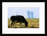 Cow Grazing in Front of Three Mile Island Power Plant by Anonymous
