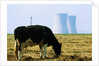Cow Grazing in Front of Three Mile Island Power Plant by Anonymous