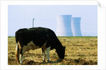 Cow Grazing in Front of Three Mile Island Power Plant by Anonymous