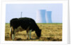 Cow Grazing in Front of Three Mile Island Power Plant by Anonymous