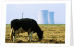Cow Grazing in Front of Three Mile Island Power Plant by Anonymous