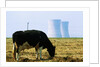 Cow Grazing in Front of Three Mile Island Power Plant by Anonymous