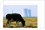 Cow Grazing in Front of Three Mile Island Power Plant by Anonymous