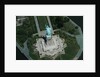Aerial View of Statue of Liberty by Anonymous