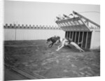 Dogs Racing with Monkeys on Their Backs by Anonymous