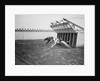 Dogs Racing with Monkeys on Their Backs by Anonymous