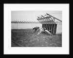 Dogs Racing with Monkeys on Their Backs by Anonymous