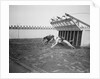 Dogs Racing with Monkeys on Their Backs by Anonymous