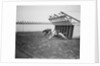 Dogs Racing with Monkeys on Their Backs by Anonymous