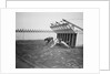 Dogs Racing with Monkeys on Their Backs by Anonymous