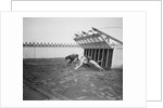 Dogs Racing with Monkeys on Their Backs by Anonymous