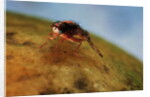 Mediterranean Fruit Fly by Anonymous