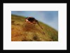Mediterranean Fruit Fly by Anonymous