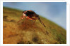 Mediterranean Fruit Fly by Anonymous