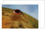 Mediterranean Fruit Fly by Anonymous