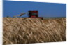 Wheat Field in Kansas by Anonymous