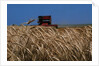 Wheat Field in Kansas by Anonymous