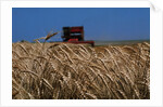 Wheat Field in Kansas by Anonymous