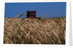 Wheat Field in Kansas by Anonymous