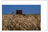 Wheat Field in Kansas by Anonymous