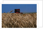 Wheat Field in Kansas by Anonymous