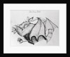 Illustration of the Mythological Jersey Devil by Anonymous
