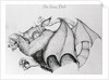 Illustration of the Mythological Jersey Devil by Anonymous
