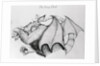 Illustration of the Mythological Jersey Devil by Anonymous