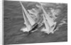 America's Cup Competitors by Anonymous